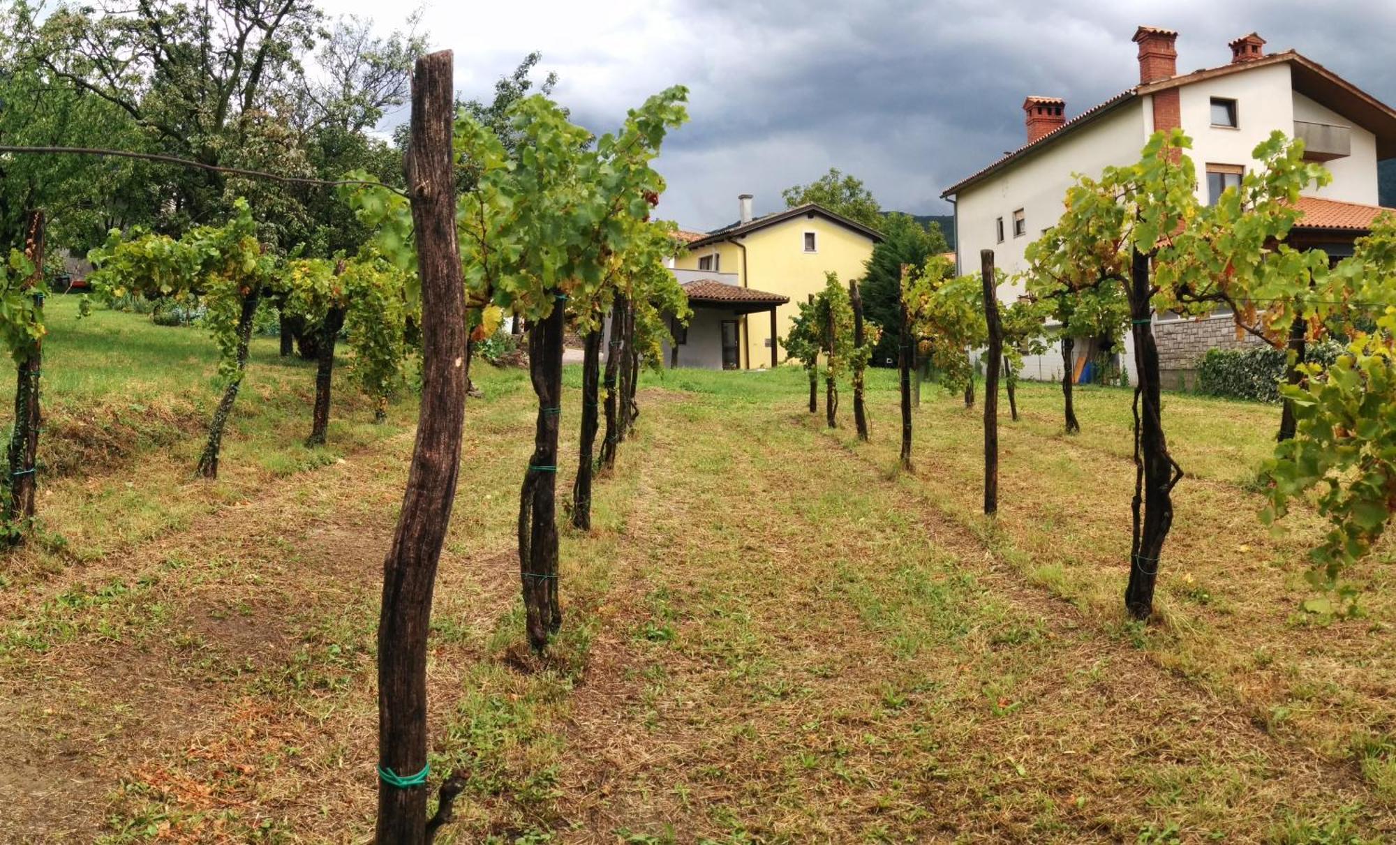 Small House In Vipava Valley Extérieur photo